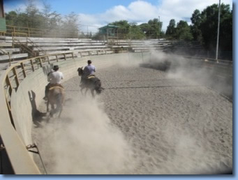 2 riders practicing rodeo moves 